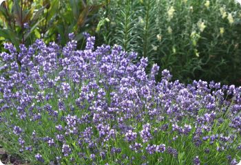 Lavandula angustifolia 'Lady'