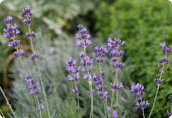 Lavandula angustifolia 'Vera'