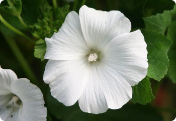 Lavatera trimestris 'Mont Blanc'