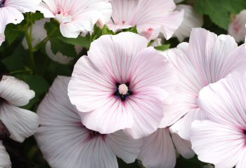 Lavatera 'Pink Beauty'