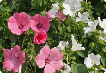 Lavatera trimestris mix