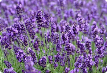 Lavender 'Munstead'