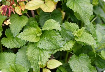 lemon balm seeds