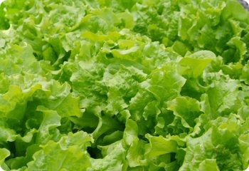 Lettuce 'Black Seeded Simpson'