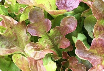 Lettuce 'Blushed Butter Oak'