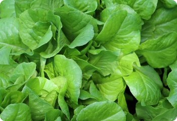 Lettuce 'Buttercrunch'