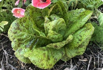 Lettuce 'Forellenschluss'