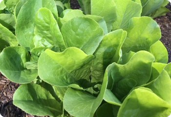 Lettuce 'Jericho'