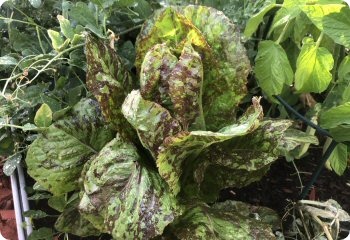 Lettuce 'Lava Lamp Romaine'