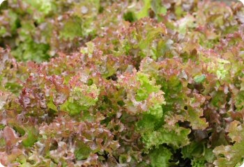 Lettuce 'Lolla Rossa'