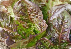 Lettuce 'Marvel of Four Seasons'