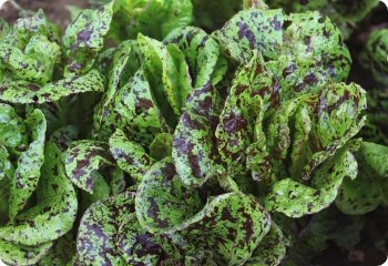 Lettuce 'Mayan Jaguar'