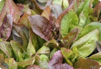 Lettuce 'Red Deer Tongue'