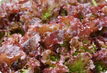Lettuce 'Red Velvet'