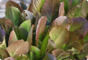 Lettuce 'Rouge d'Hiver'