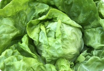 Lettuce 'Tennis Ball'