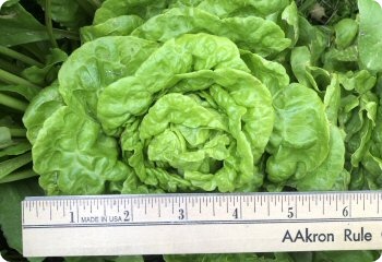 Lettuce 'Tom Thumb'