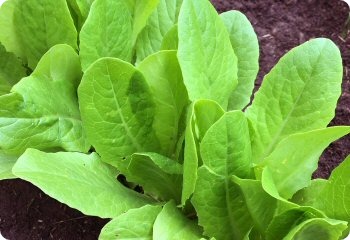 Lettuce 'Yedikule'