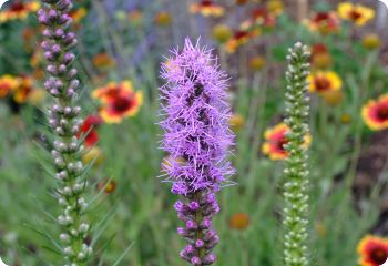 liatris spicata