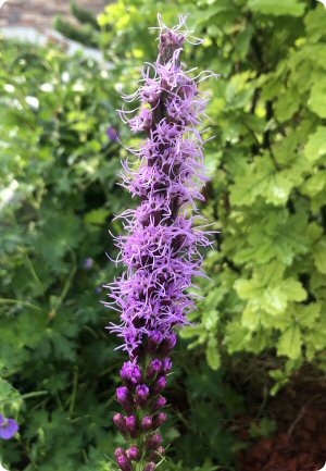 Liatris spicata Floristan Violet