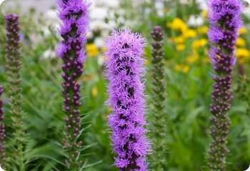 Liatris spicata 'Kobold'