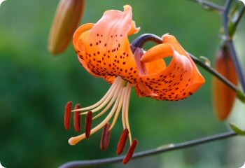 Lilium davidii