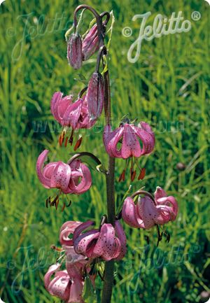 Lilium martagon