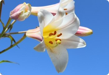 Lilium regale