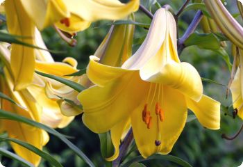 Chinese Trumpet Lily 'Golden Splendor'