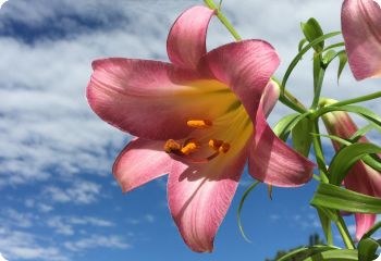 Chinese Trumpet Lily 'Pink Perfeciton'