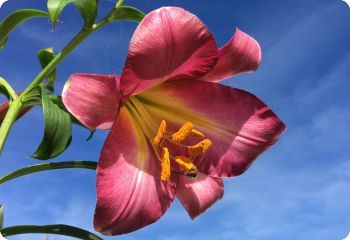 Chinese Trumpet Lily 'Shell Seeker'