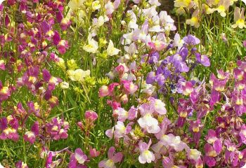 Linaria maroccana