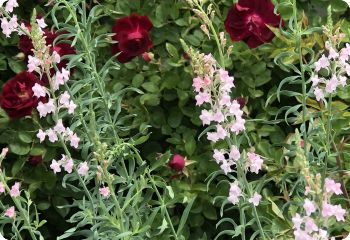 Linaria purpurea 'Canon Went'