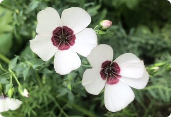 Linum grandiflorum 'Bright Eyes'