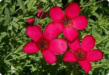 linum grandiflorum rubrum