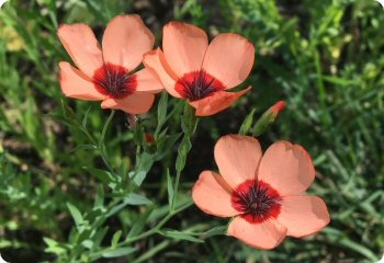 Linum grandiflorum Salmon