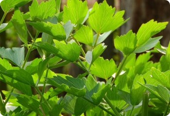 Lovage
