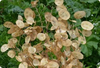 Lunaria biennis