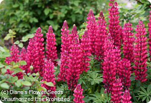 Lupine Morello Cherry