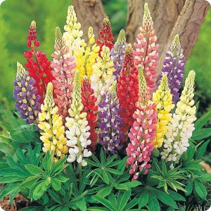 Lupine Russell Hybrids