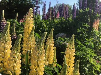Lupine Russell Hybrids