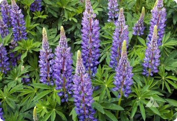 Lupinus perennis