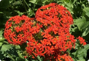 Lychnis chalcedonica