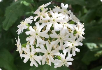 Lychnis chalcedonica 'Alba'