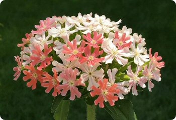 Lychnis chalcedonica 'Carnea'