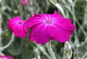 Lychnis coronaria