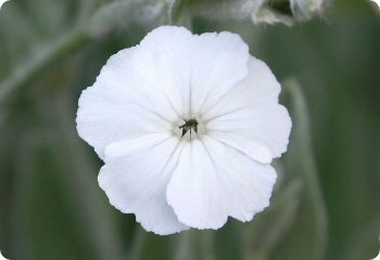 Lychnis coronaria 'Alba'