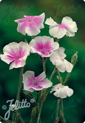 Lychnis coronaria 'Angel's Blush'