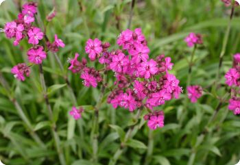 lychnis viscaria feuer