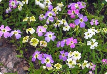 malcolmia maritima